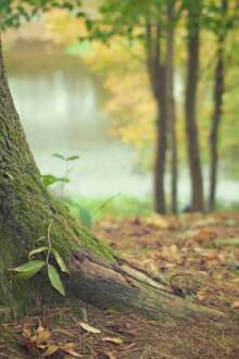 Projeto Raízes no Sabugal quer participação ativa da comunidade na natureza